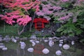 Traditional japanese garden with maple trees, pond and stones. Zen philosophy. Relax and meditation. Royalty Free Stock Photo