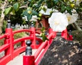 Traditional Japanese garden with red bridge and blooming camellia Royalty Free Stock Photo