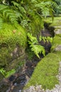 Traditional japanese garden water channel with Asplenium ruprechtii