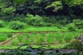 Traditional Japanese gardens in public parks in Tokyo, Japan. Views of stone lanterns, lakes, ponds, bonsai and wildlife walking a Royalty Free Stock Photo