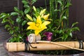 Traditional Japanese ikebana Royalty Free Stock Photo
