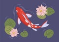 Traditional Japanese koi fish swimming in decorative pond of Asian water garden. Peaceful ornamental Chinese carp among Royalty Free Stock Photo