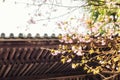 Traditional Japanese roof tiles and blooming sakura flowers in S Royalty Free Stock Photo