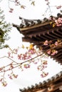 Traditional Japanese roof tiles and blooming sakura flowers in S Royalty Free Stock Photo