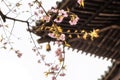 Traditional Japanese roof tiles and blooming sakura flowers in S Royalty Free Stock Photo