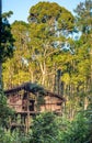 Traditional Korowai house perched in a tree Royalty Free Stock Photo