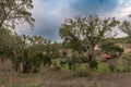 Traditional landscape of the Alentejo with cork trees, Portugal