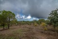 Traditional landscape of the Alentejo with cork trees, Portugal