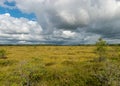 Traditional landscape from a swamp, white cumulus clouds. Bright green bog grass and small bog pines. Nigula bog, Estonia