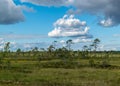 Traditional landscape from a swamp, white cumulus clouds. Bright green bog grass and small bog pines. Nigula bog, Estonia