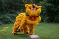 Traditional lion dance. Yellow lion. Celebration in Chinese New Year