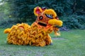 Traditional lion dance. Yellow lion. Celebration in Chinese New Year