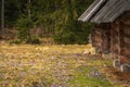 Traditional, little, wooden buildings in Chocholowska Valley, Tatra National Park, Poland. Early spring, blooming field of purple