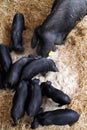 Black pig and brood on a fair enclosure stand