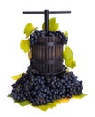 Traditional manual grape pressing utensil with blue grapes