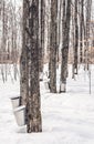 Traditional maple syrup production Royalty Free Stock Photo