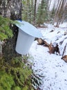 Old fashion Maple water gathering for spring syrup production in Canada. Royalty Free Stock Photo