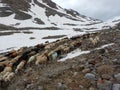 Traditional march of sheeps herd over a mountain pass to the pasture Royalty Free Stock Photo