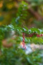 Traditional Martisor on green tree branch - symbol of 1 March, Martenitsa, Baba Marta, beginning of spring and seasons changing in