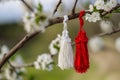 Traditional Martisor, martenitsa red white tassels tied to flowering branch, heralding spring on blossoming Branch. Moldavian,
