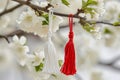 Traditional Martisor, martenitsa red white tassels tied to flowering branch, heralding spring on blossoming Branch. Moldavian,