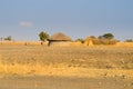 Traditional massai hut made