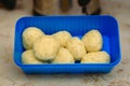Traditional matzoh ball for soup.Blue plasic box with authentic matzo ball tradition Jewish food for Passover .