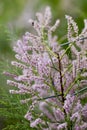 Tamarisk blooms with pink flowers close-up Royalty Free Stock Photo