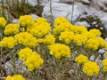 Medicinal golden herb used in stomach ailments Royalty Free Stock Photo