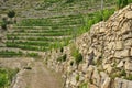Mediterranean terraced vineyard, Liguria, Italy