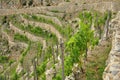 Mediterranean terraced vineyard, Liguria, Italy