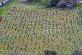 Traditional Mediterranean vineyards Royalty Free Stock Photo