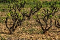 Traditional Mediterranean vineyards. Grape vine steam Royalty Free Stock Photo