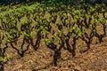 Traditional Mediterranean vineyards. Grape vine steam Royalty Free Stock Photo