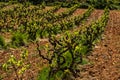 Traditional Mediterranean vineyards. Grape vine steam Royalty Free Stock Photo