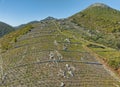 Traditional Mediterranean vineyards in the hills