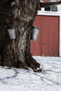 Traditional Metal Buckets Collecting Sap from Old Maple Tree on Farm with Red Barn Royalty Free Stock Photo