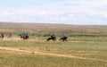 Traditional mongolian fun - horse racing in the steppe, HOHHOT, INNER MONGOLIA