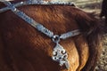 Traditional Mongolian horse harness on a horse.