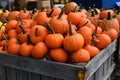 Traditional Round Orange Pumpkins