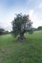 Traditional old of olive trees in plantation. Morning sky. Agricultural land, Italy, Tuscany region. Big ancient olive tree Royalty Free Stock Photo