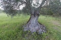 Traditional old of olive trees in plantation. Morning sky. Agricultural land, Italy, Tuscany region. Big ancient olive tree Royalty Free Stock Photo