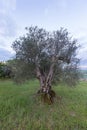 Traditional old of olive trees in plantation. Morning sky. Agricultural land, Italy, Tuscany region. Big ancient olive tree Royalty Free Stock Photo