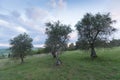 Traditional old of olive trees in plantation. Morning sky. Agricultural land, Italy, Tuscany region. Big ancient olive tree Royalty Free Stock Photo