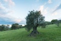 Traditional old of olive trees in plantation. Morning sky. Agricultural land, Italy, Tuscany region. Big ancient olive tree Royalty Free Stock Photo