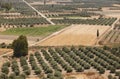 Traditional olive trees plantation in Crete. Greece Royalty Free Stock Photo