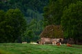 Traditional picturesque countryside barn house with some cows sitting in front of it