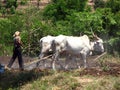 Traditional Ploughing