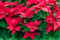 Traditional Poinsettia flowers blooming at Christmas Royalty Free Stock Photo