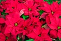 Traditional Poinsettia flowers blooming at Christmas Royalty Free Stock Photo